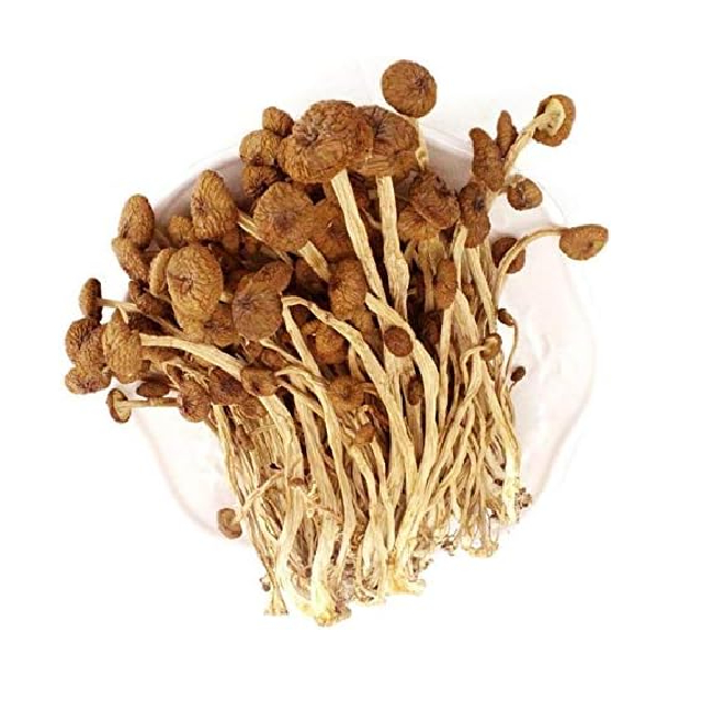 Ciuperci Uscate Arbore de Ceai TeaTree Cyclocybe Aegerita 500g BBF MLL